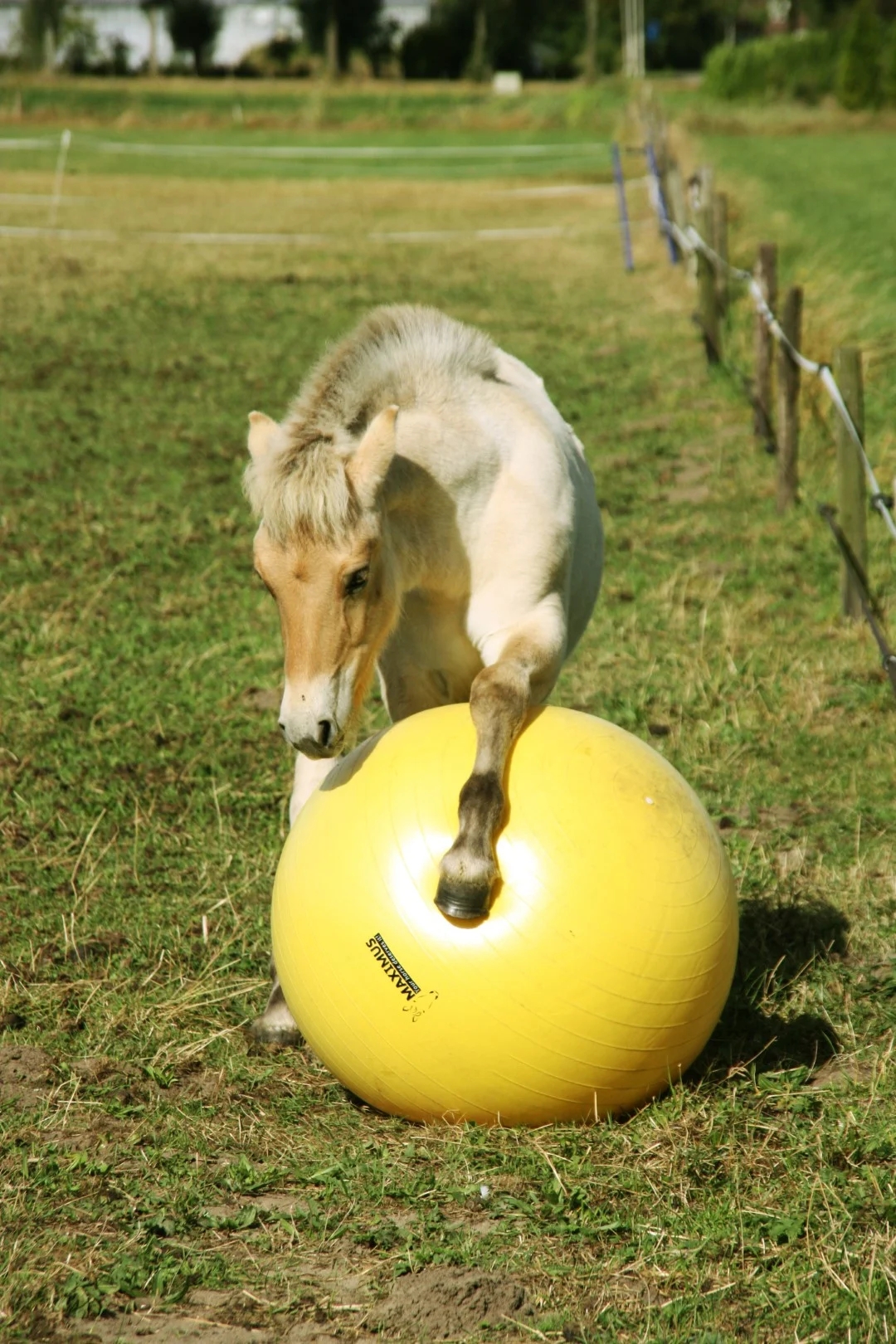 Pferdespielball Gelb, 65 cm – Maximus Power Play Ball – Bild 2