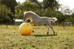 Pferdespielball Gelb, 65 cm – Maximus Power Play Ball – Bild 6