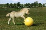 Pferdespielball Gelb, 65 cm – Maximus Power Play Ball – Bild 5