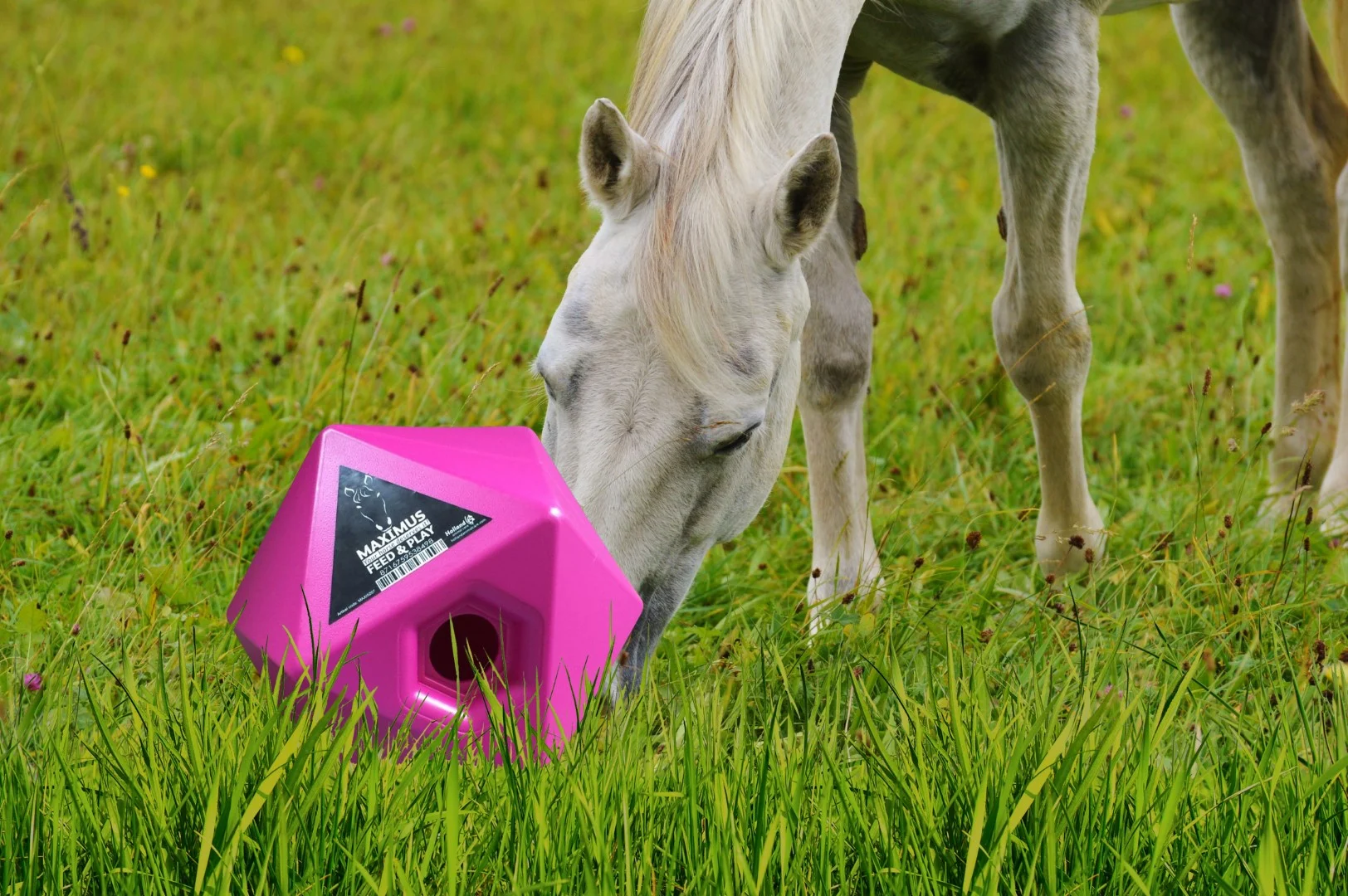 Futterwürfel für Pferde, rosa, Belohnungsöffnung 37 mm – Maximus Feed & Play Cube – Bild 3