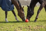 Pferdespielball mit Gummibändern, 19 cm, Rosa – Excellent Horse Fun Play Ball – Bild 6