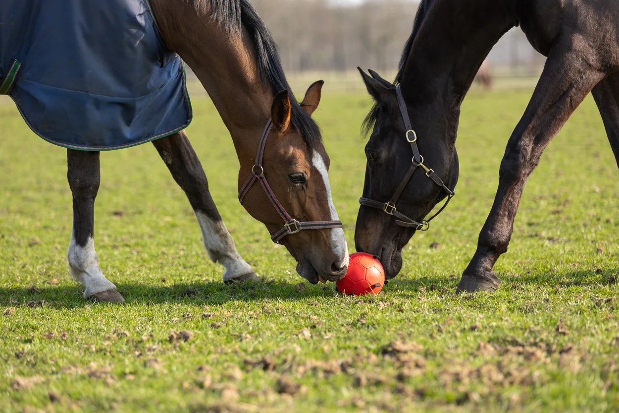 Pferdespielball mit Gummibändern, 19 cm, Rosa – Excellent Horse Fun Play Ball – Bild 6