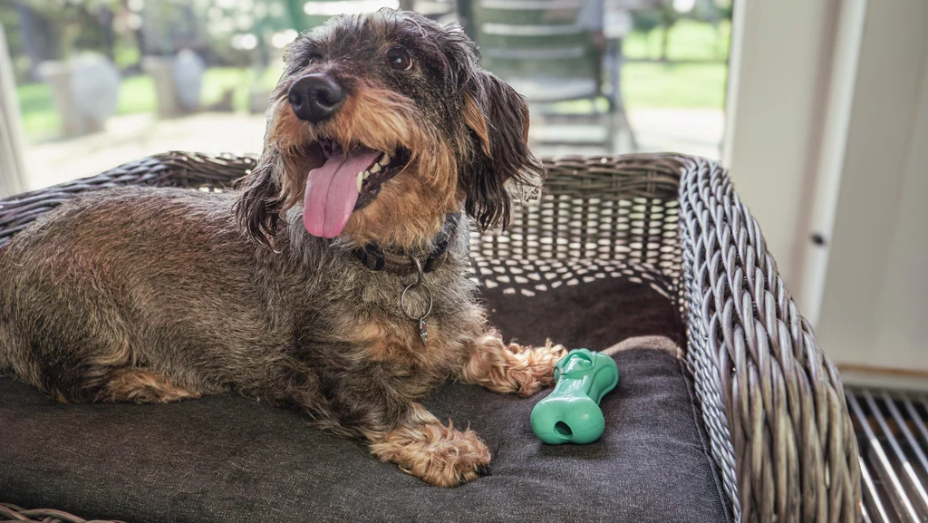 Kauknochen für Hunde aus Naturkautschuk mit Minzduft – Moodies DJ Derpy – Bild 4