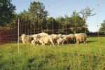 Schafnetz 50 m, 106 cm hoch, mit Doppelspitze – Euro-Netz Combi – Bild 2
