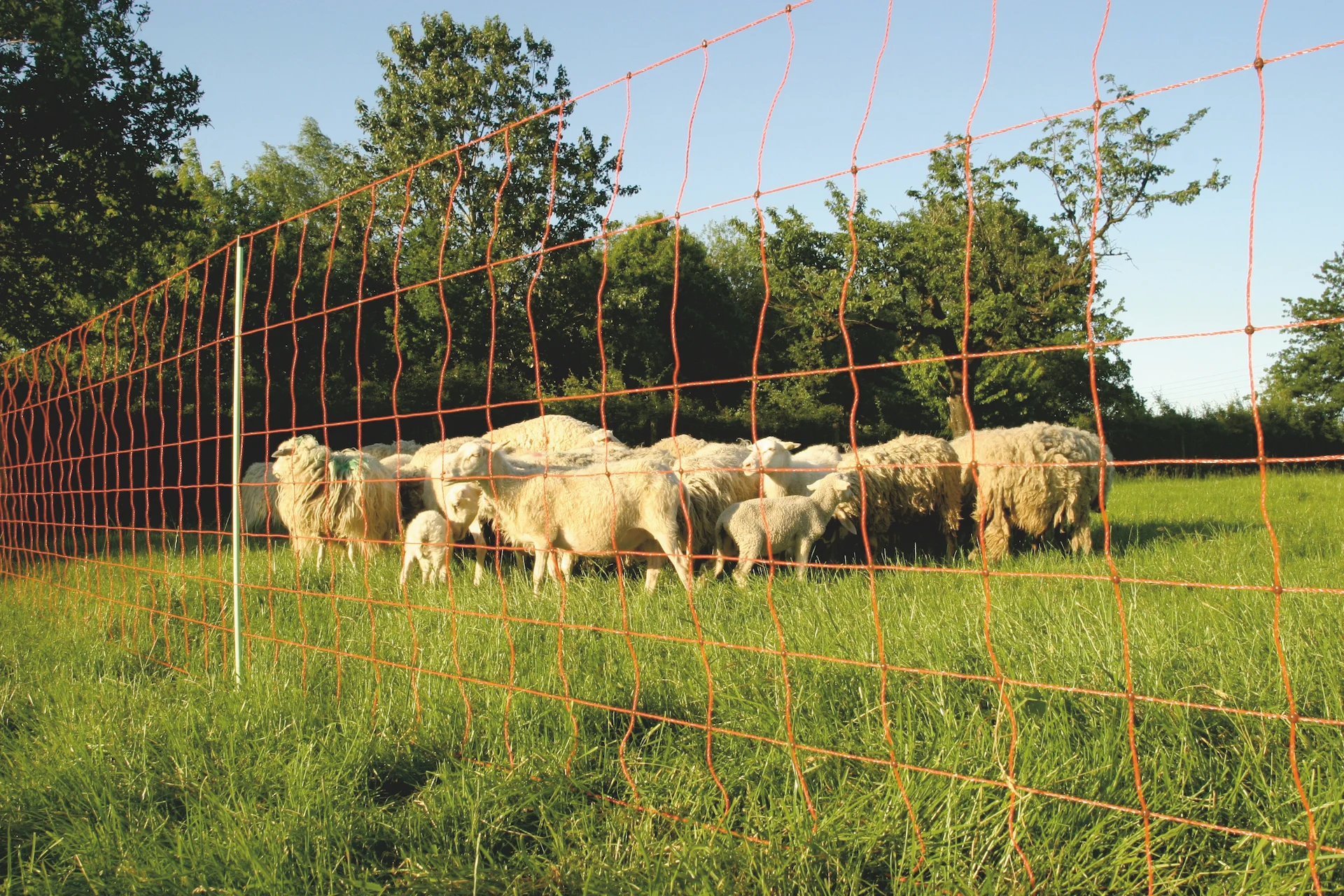 Schafnetz 50 m, 106 cm hoch, mit Doppelspitze – Euro-Netz Combi – Bild 2