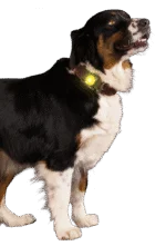 Sicherheitslicht für Hundehalsband, Gelb, 2 Leuchtmodi – Nightwalk Safety Light – Bild 3