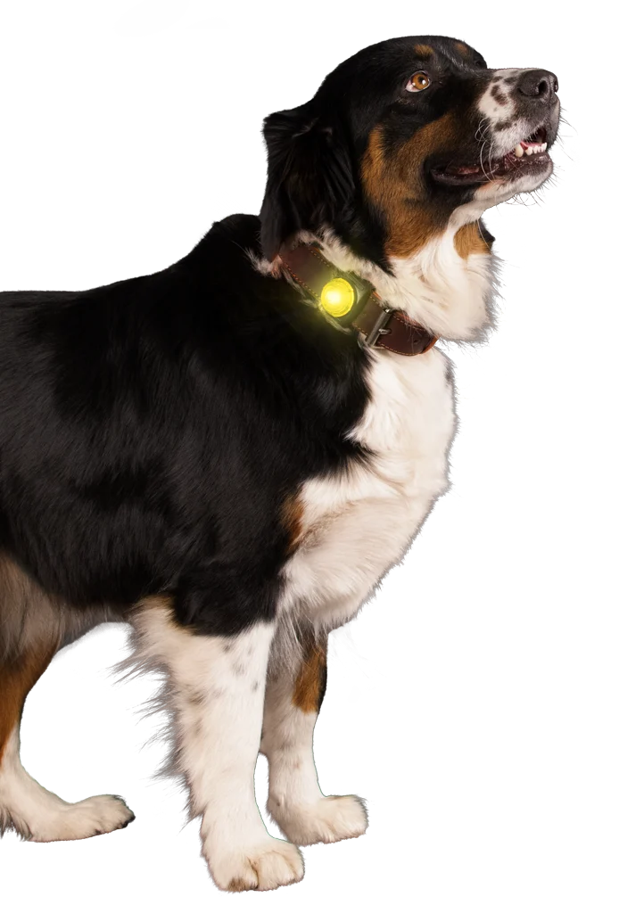 Sicherheitslicht für Hundehalsband, Gelb, 2 Leuchtmodi – Nightwalk Safety Light – Bild 3