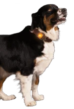 Sicherheitslicht für Hundehalsband, Orange, 2 Lichtmodi – Nightwalk Safety Light – Bild 3