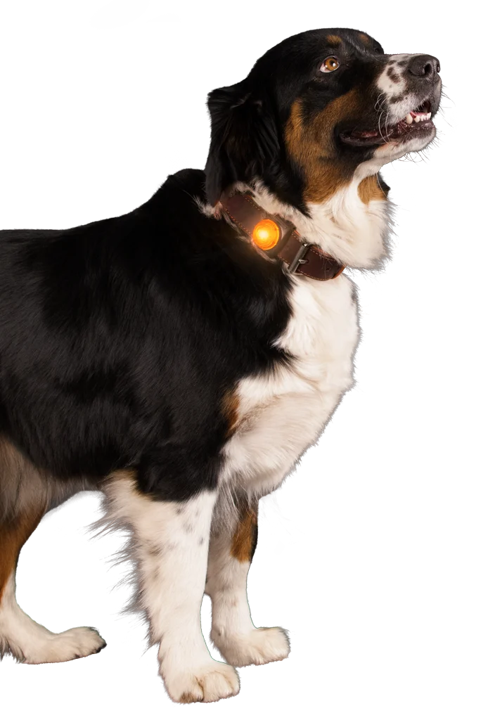 Sicherheitslicht für Hundehalsband, Orange, 2 Lichtmodi – Nightwalk Safety Light – Bild 3