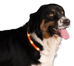 Leuchtendes, wiederaufladbares Hundehalsband, Orange – Nightwalk Safety Collar – Bild 3