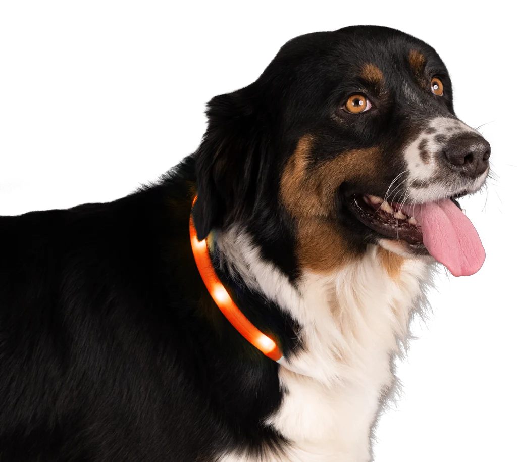 Leuchtendes, wiederaufladbares Hundehalsband, Orange – Nightwalk Safety Collar – Bild 3