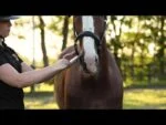Energieergänzungsfutter für Pferde mit Vitamin A und D, 12 ml – Excellent Horse Vitasporal – Bild 4