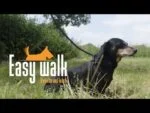Hundegeschirr mit Seilleine, Schwarz, Mini 300 cm – Easy Walk Schultermodell – Bild 3