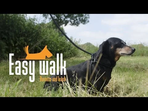 Hundegeschirr mit Seilleine, Schwarz, Mini 300 cm – Easy Walk Schultermodell – Bild 3