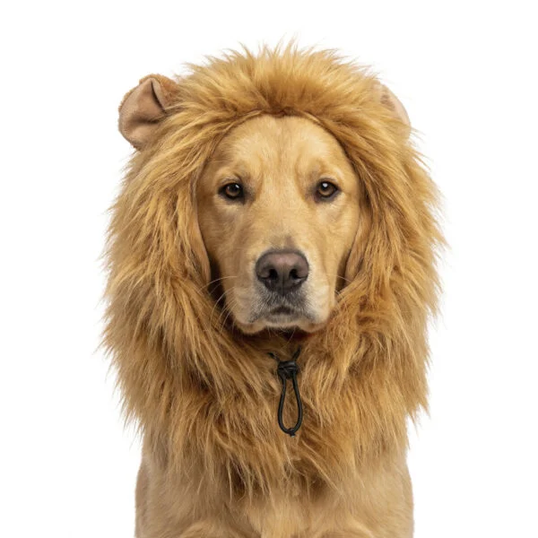 Löwenmähne für Hunde Orange L – Holland Oranje Manen Tooi
