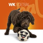 Latex Hundespielzeug mit Quietscher Orange L – Holland Mr. WK Soccer – Bild 2