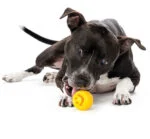 Futterball aus TPE, gelb, 6 x 6 cm – Outward Hound (Kyjen) Orbee-Tuff Nooks – Bild 2
