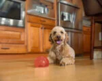 TPE Snackspielzeug für Hunde – Outward Hound Orbee-Tuff Snoop (Lil' Snoop) – Bild 3