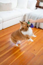 Kauspielzeug mit Seil und Fruchtduft – Outward Hound (Kyjen) Dental Grapes – Bild 4