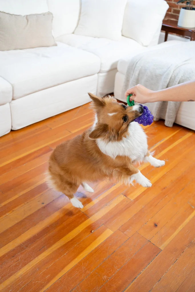 Kauspielzeug mit Seil und Fruchtduft – Outward Hound (Kyjen) Dental Grapes – Bild 4