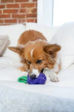 Kauspielzeug mit Seil und Fruchtduft – Outward Hound (Kyjen) Dental Grapes – Bild 5