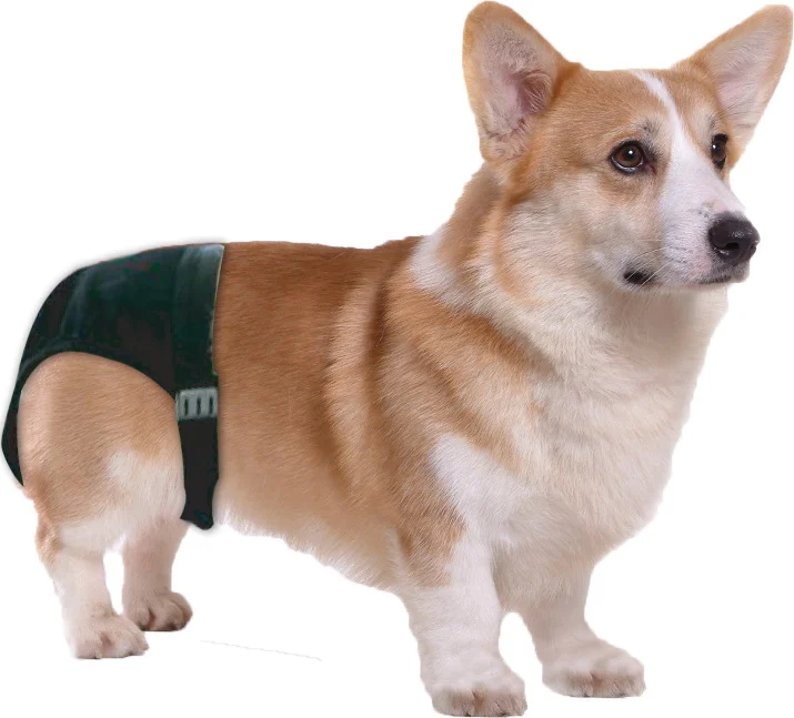 Läufigkeitshose für Hunde mit 1 Saugeinlage, Bauchumfang 16 bis 23 cm – Pawise Sanitary Pants XS – Bild 2