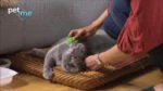 Silikon Katzenbürste für Langhaar, Grün – Pet + Me Cat Hair Brush – Bild 5