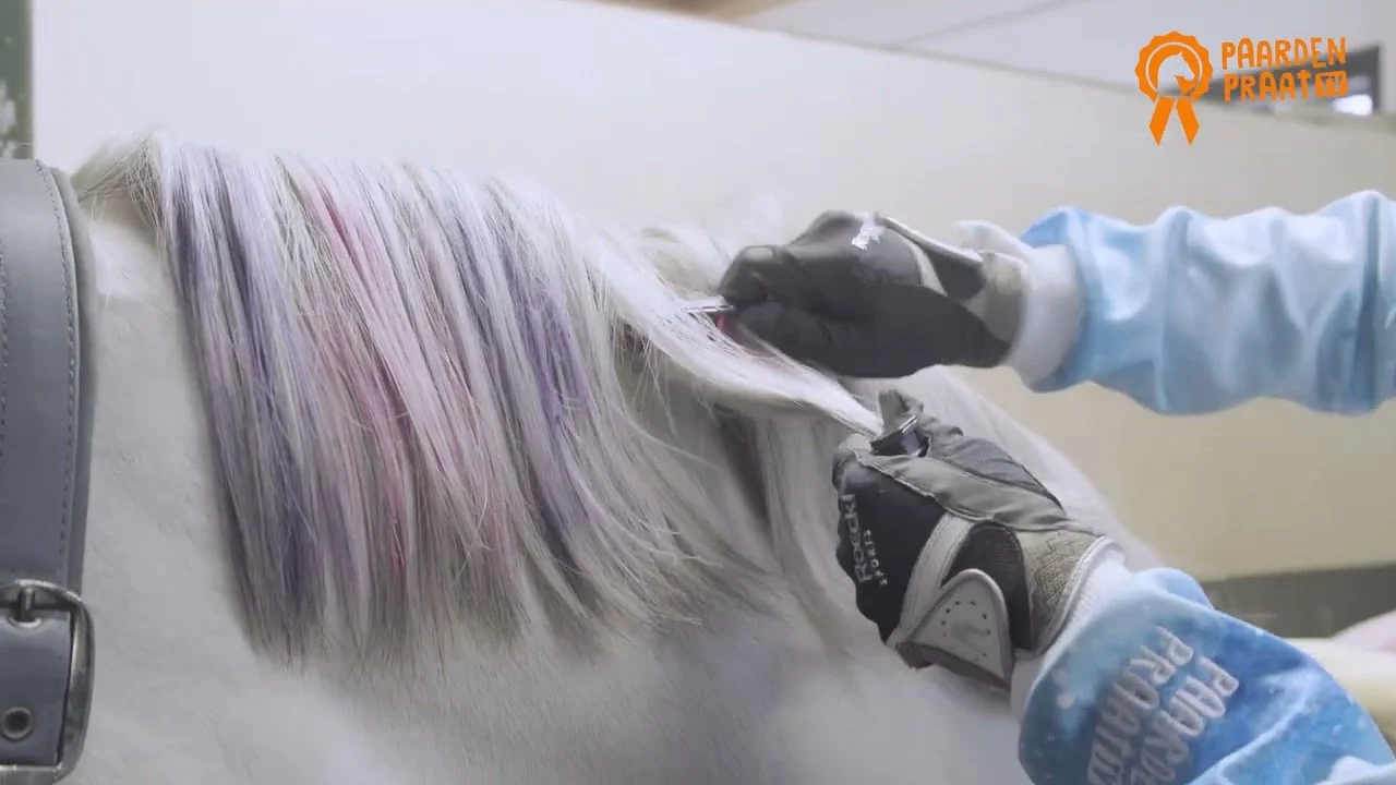 Haarkreide für Pferde, Regenbogenfarben, 6 Stück – Paardenpraat TV Regenbogen Haarkreide – Bild 2