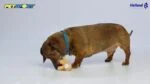 Hundekuscheltier mit Quietscher, Braun, ca. 10 cm – Petsport Tiny Tots Teddy – Bild 2