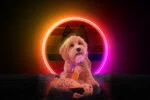 Hundekuscheltier Esel mit Quietscher, Orange S – Retro Dog Donkey – Bild 3
