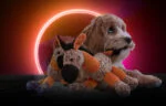 Hundekuscheltier Esel mit Quietscher, Orange S – Retro Dog Donkey – Bild 4