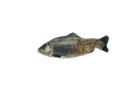 Beweglicher Spielfisch Forelle mit Madnip, 30 cm – Robocat Fish – Bild 2