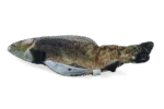 Beweglicher Spielfisch Forelle mit Madnip, 30 cm – Robocat Fish – Bild 3