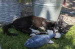 Beweglicher Spielfisch Forelle mit Madnip, 30 cm – Robocat Fish – Bild 5