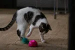 Spielmaus mit Bewegungssensor und Madnip, Rosa – Robocat Mouse – Bild 5