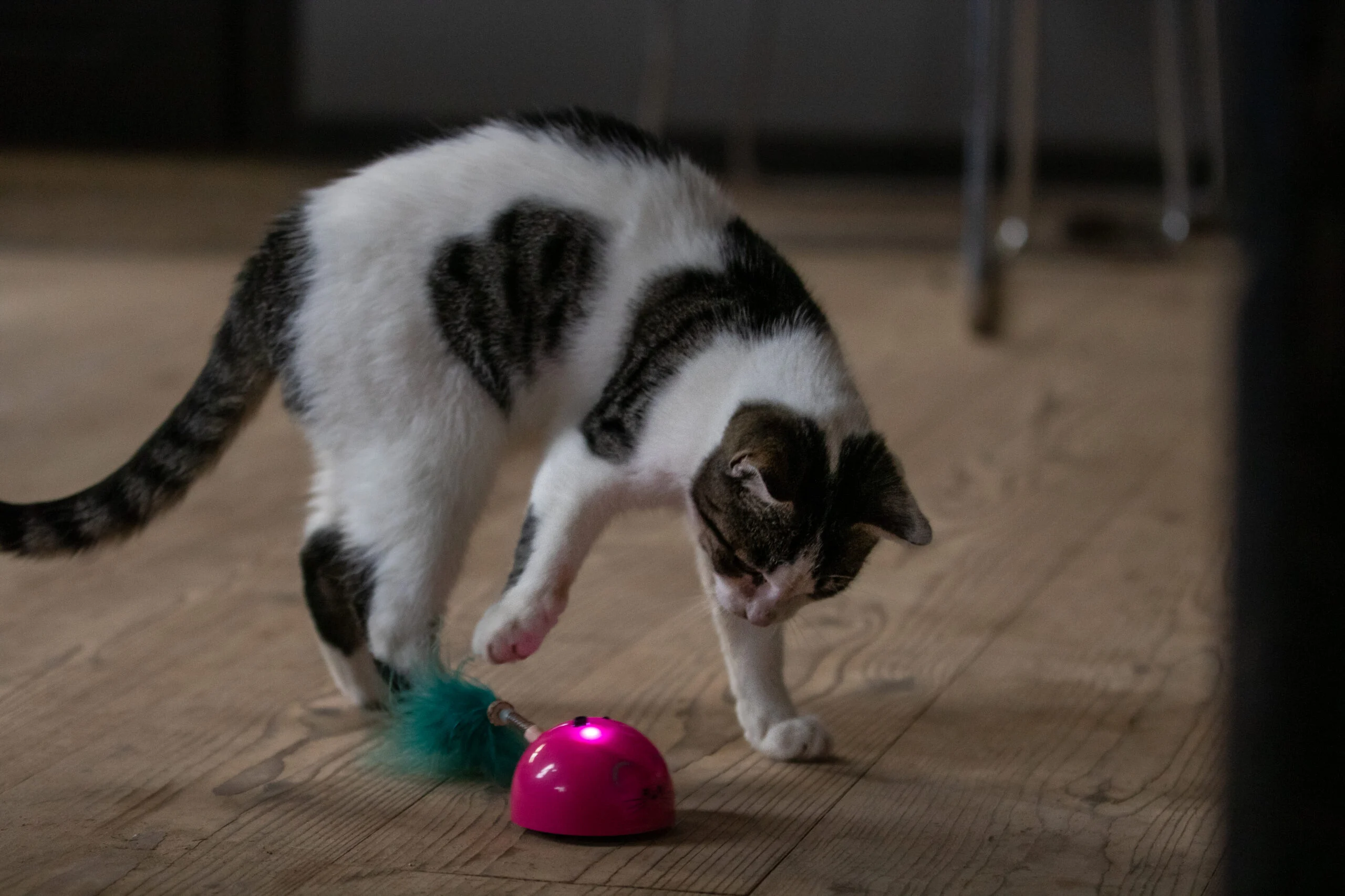 Spielmaus mit Bewegungssensor und Madnip, Rosa – Robocat Mouse – Bild 5