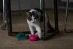 Spielmaus mit Bewegungssensor und Madnip, Rosa – Robocat Mouse – Bild 4