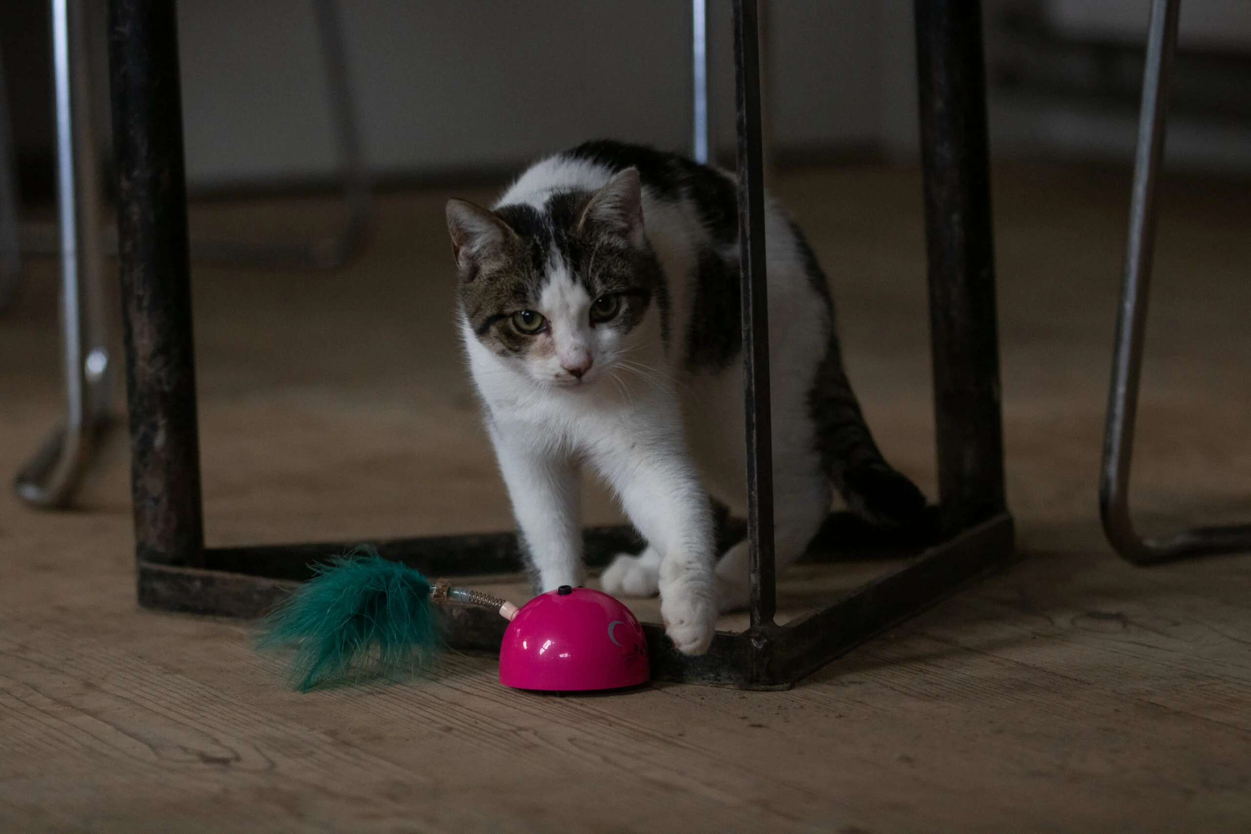 Spielmaus mit Bewegungssensor und Madnip, Rosa – Robocat Mouse – Bild 4