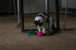 Spielmaus mit Bewegungssensor und Madnip, Rosa – Robocat Mouse – Bild 6