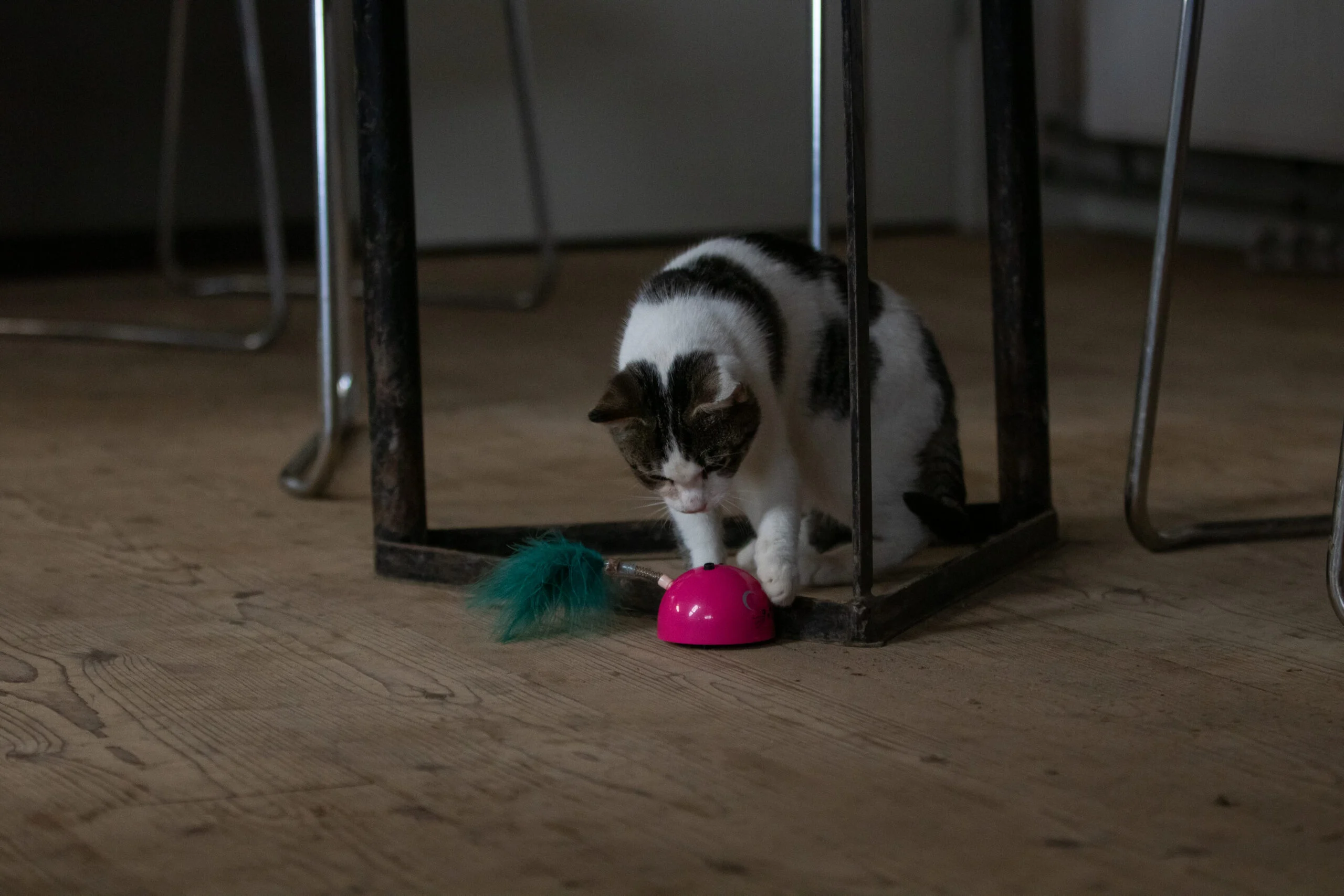 Spielmaus mit Bewegungssensor und Madnip, Rosa – Robocat Mouse – Bild 6