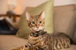 Haustier-Tag S für Hund und Katze, wasserdicht – Spotted! Pro – Bild 6