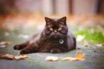 Haustier-Tag S für Hund und Katze, wasserdicht – Spotted! Pro – Bild 4