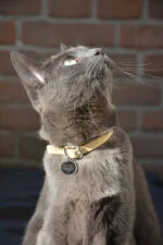Haustier-Tag S für Hund und Katze, wasserdicht – Spotted! Pro – Bild 3