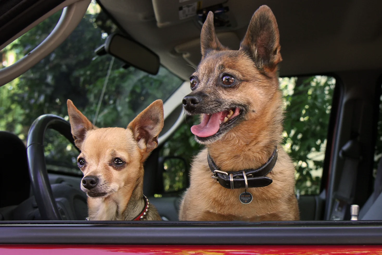 Haustier-Tag S für Hund und Katze, wasserdicht – Spotted! Pro – Bild 5
