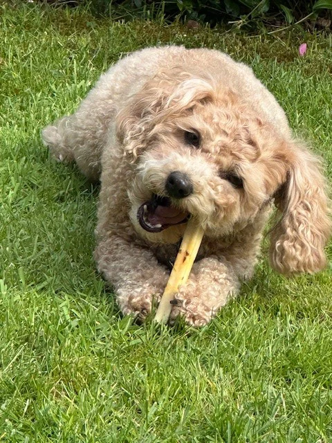 Käsestange für Hunde mit schwarzem Trüffel, Größe S – SwissCowers Cheese Bars Truffle S – Bild 4