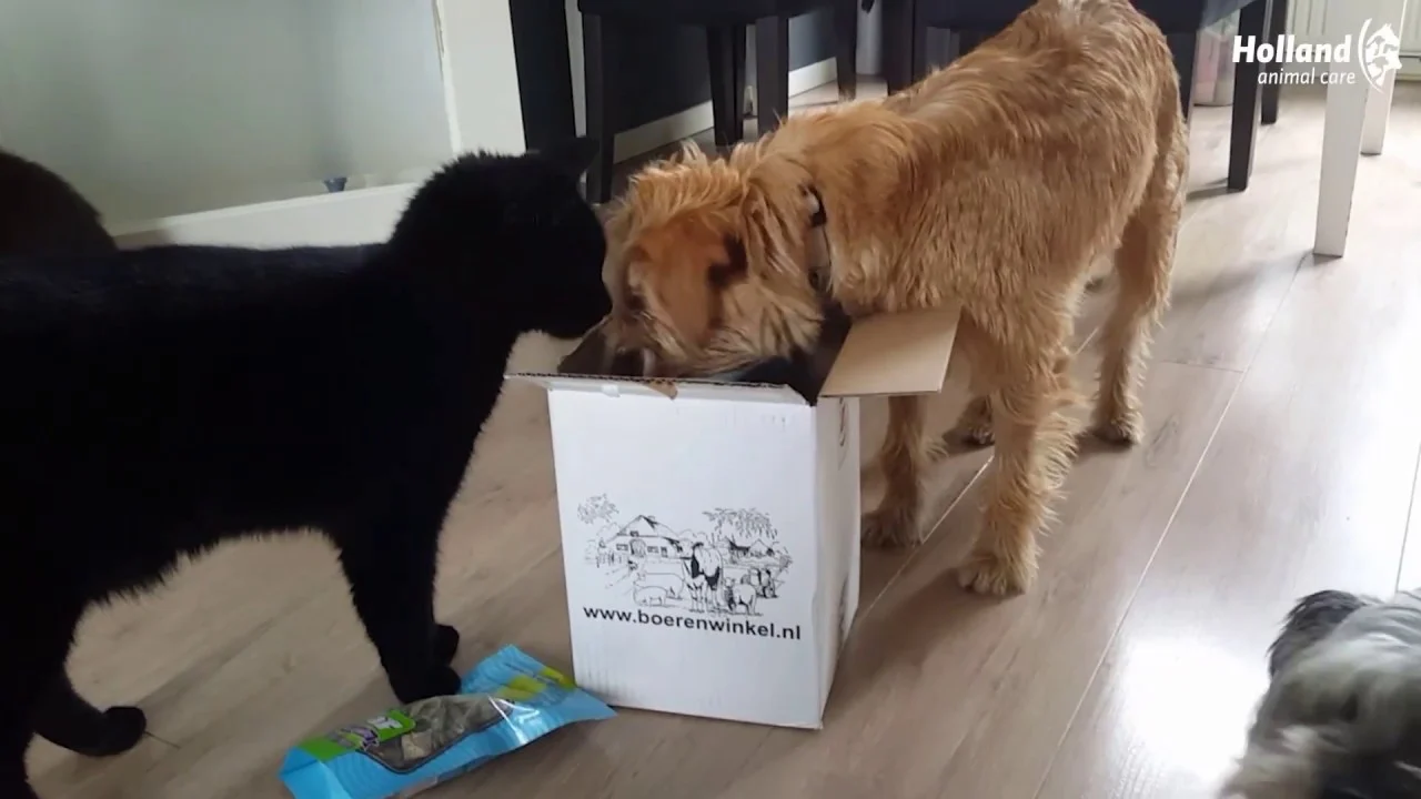 Lachswürfel für Hunde, luftgetrocknet – Braaaf Seafood Lachswürfel – Bild 5