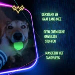 Leuchtendes Hundespielzeug – 2 Glow Tear the Square – Bild 6