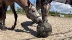 Futterball für Pferde mit Futteröffnungen, Lila – Excellent Horse Feed & Play Ball – Bild 2