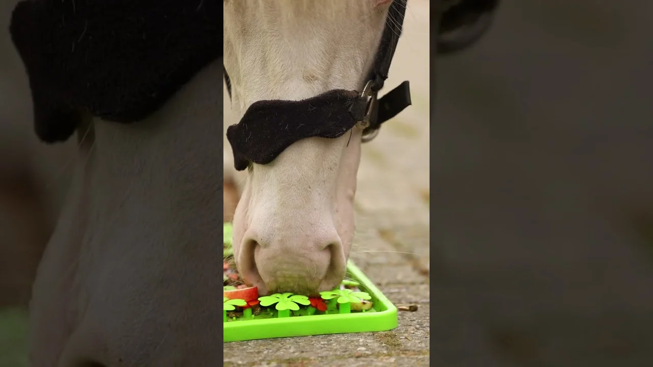 Silikon Schnüffelmatte für Pferde, 50 x 50 cm – Excellent Horse Snuffle Mat – Bild 3