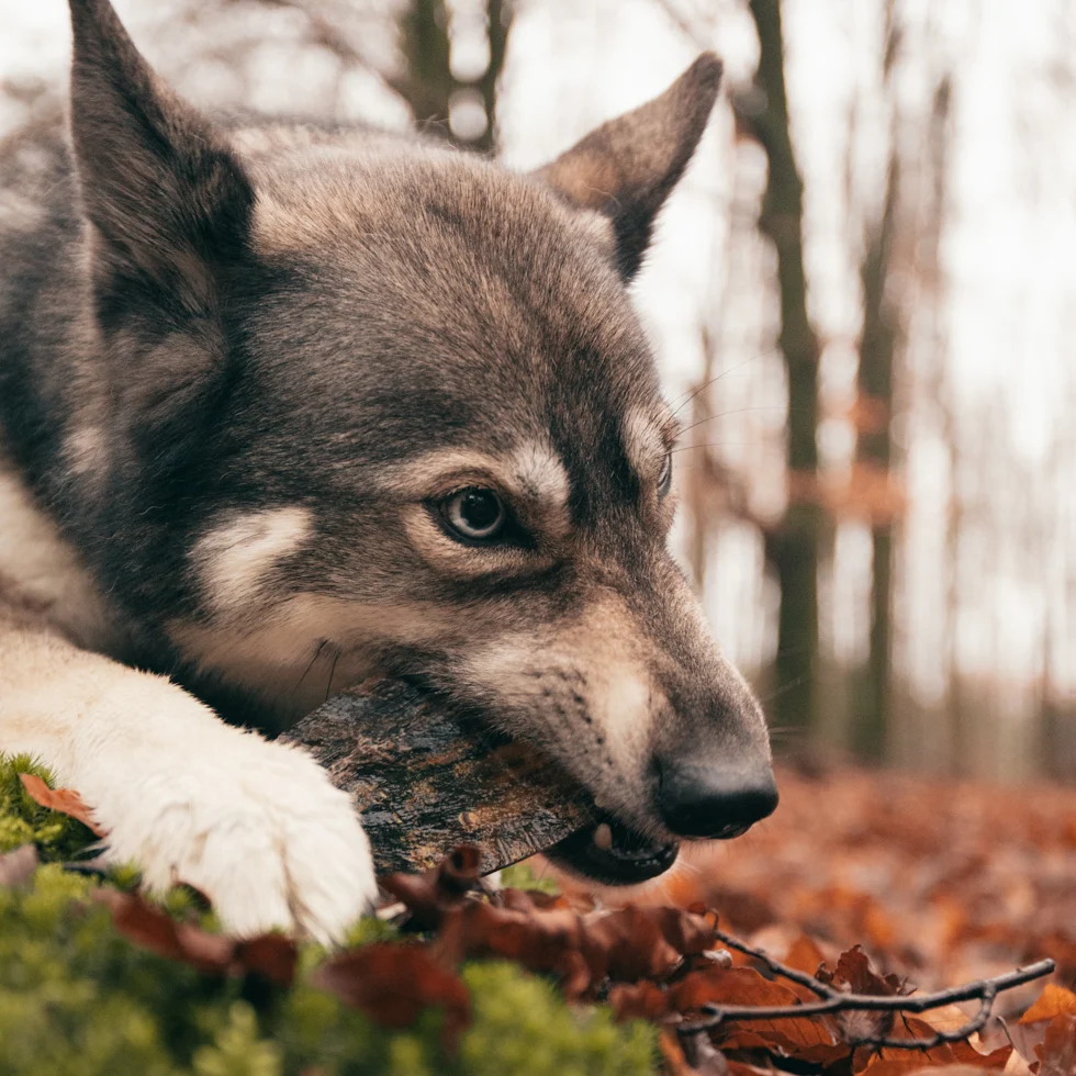 Kauhorn vom Rind für Hunde von 1 bis 4 kg – Viking Horn Twist S – Bild 3
